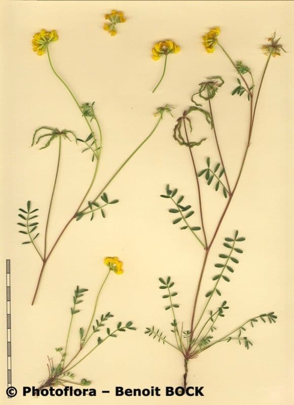 Hippocrepis 25