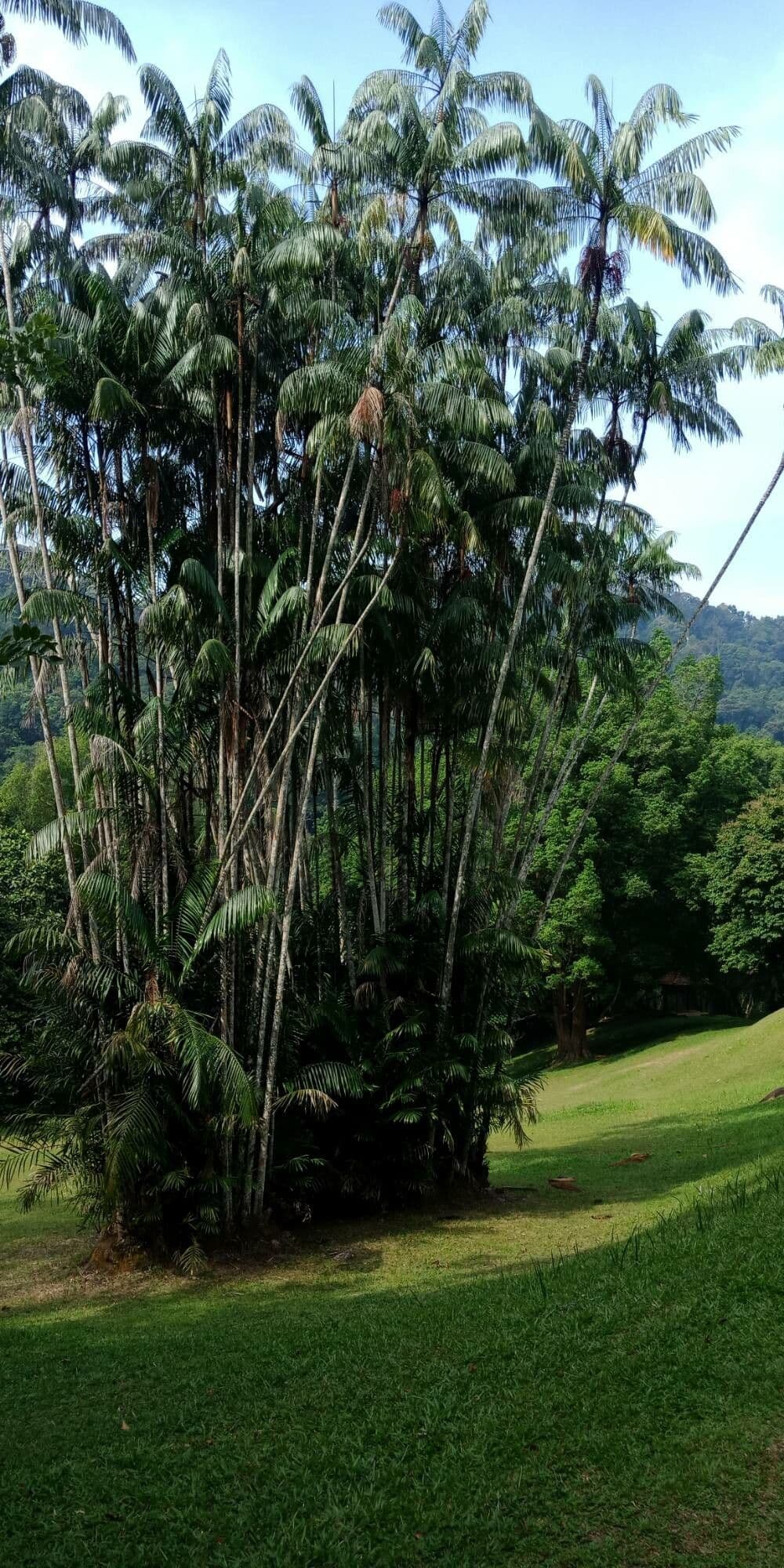 Açai 14