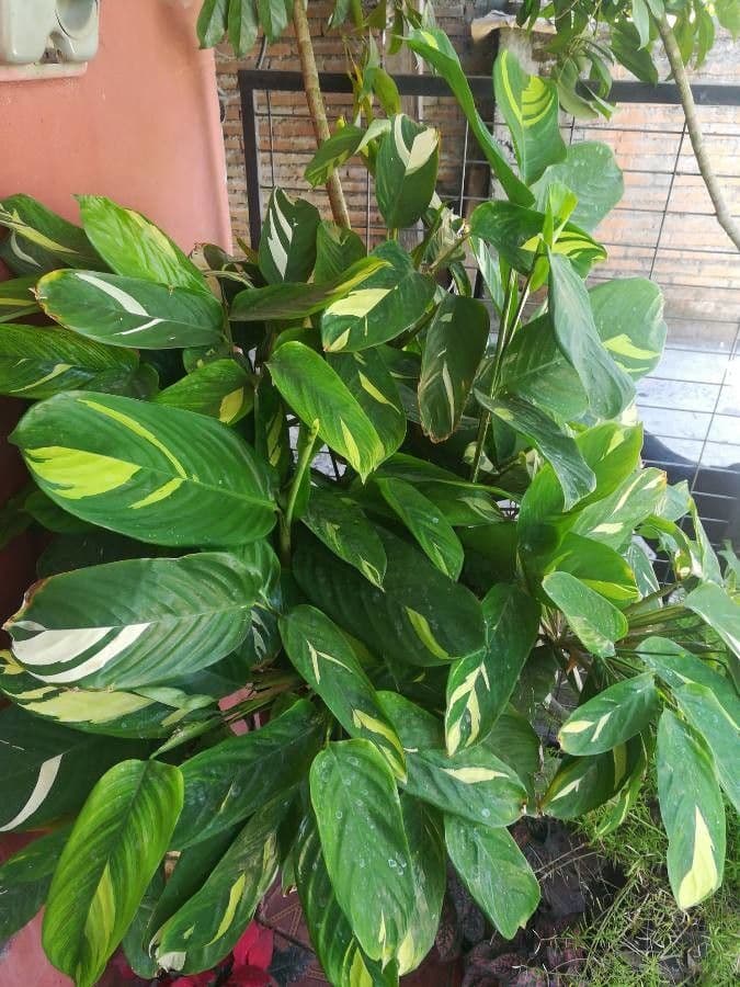 Ctenanthe 4