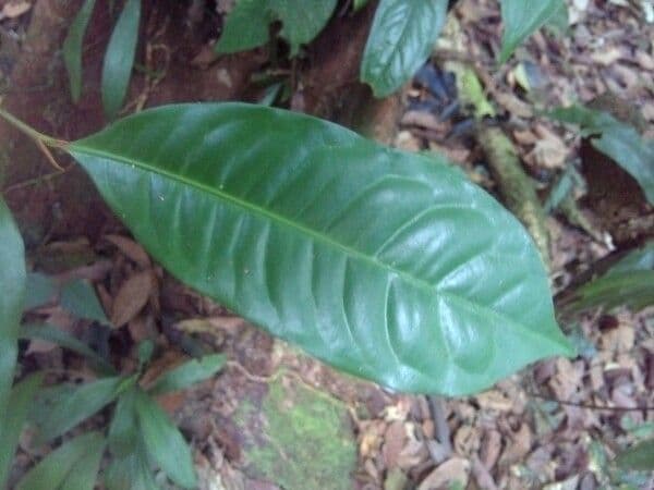 Iryanthera 8