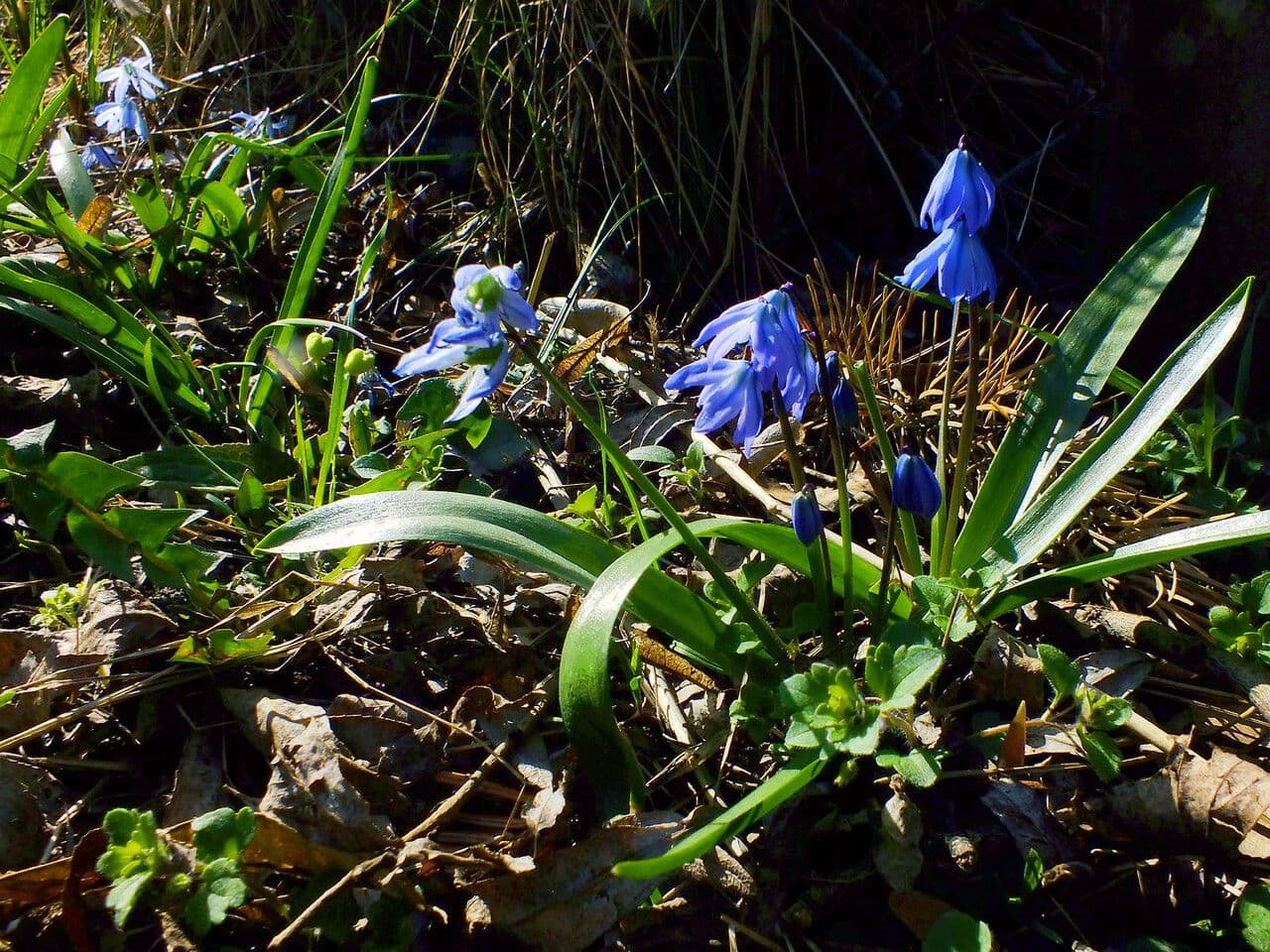 Scilla siberica 10