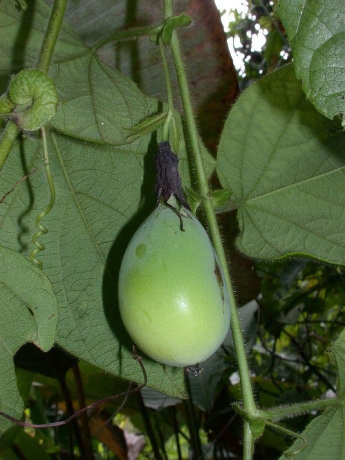 Passiflora 4