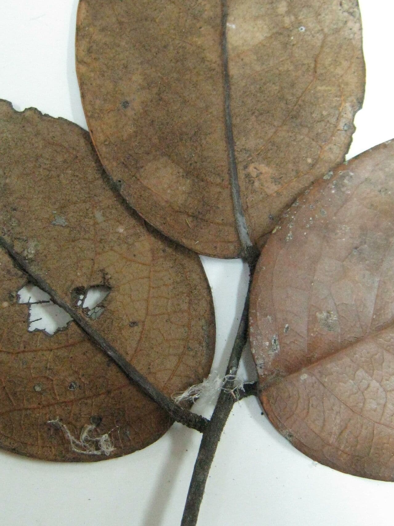 Rourea 5