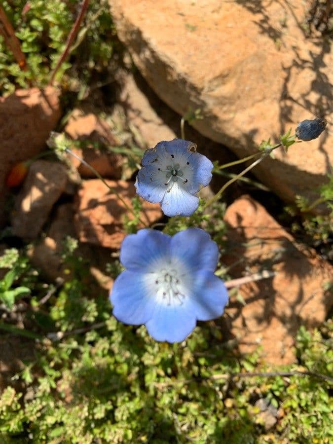 Ojos azules de bebé