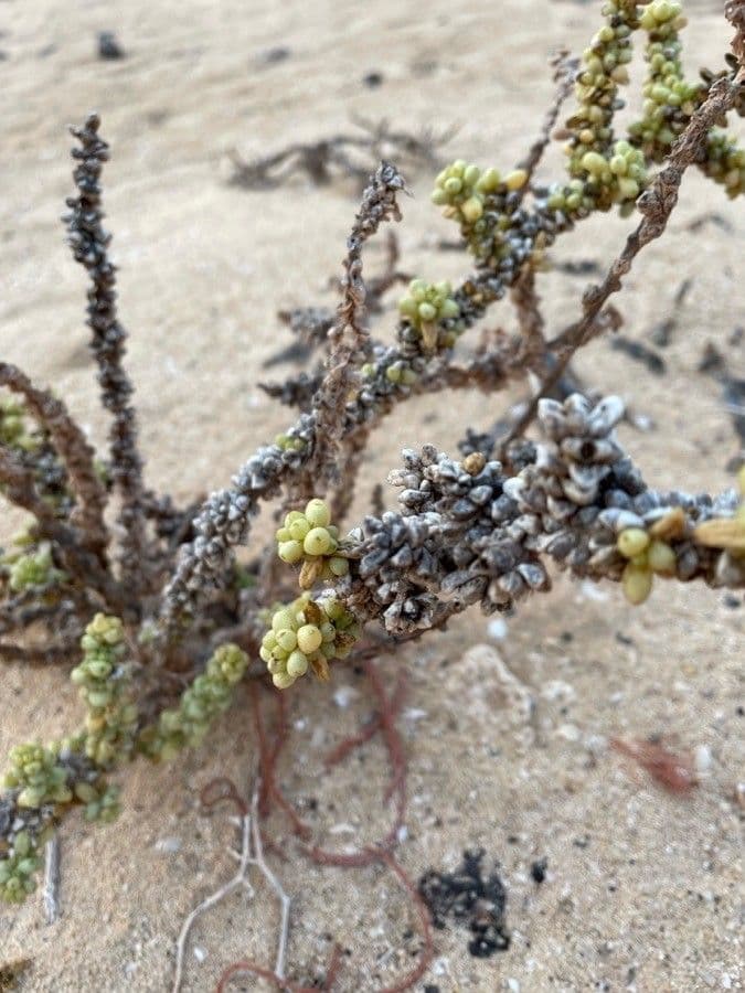 Traganum