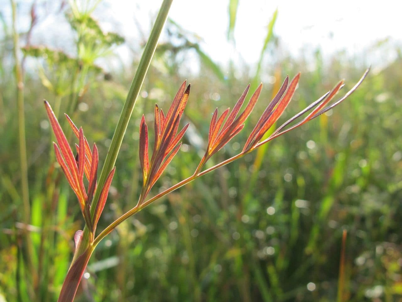 Kadenia 5