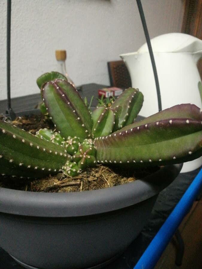 Cactus 8