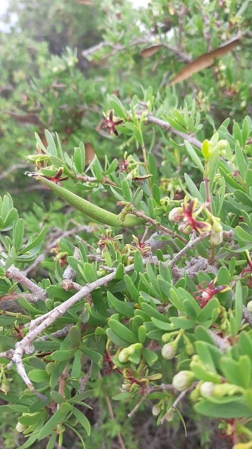Periploca laevigata 26