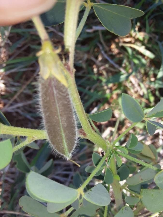 Crotalaria incana