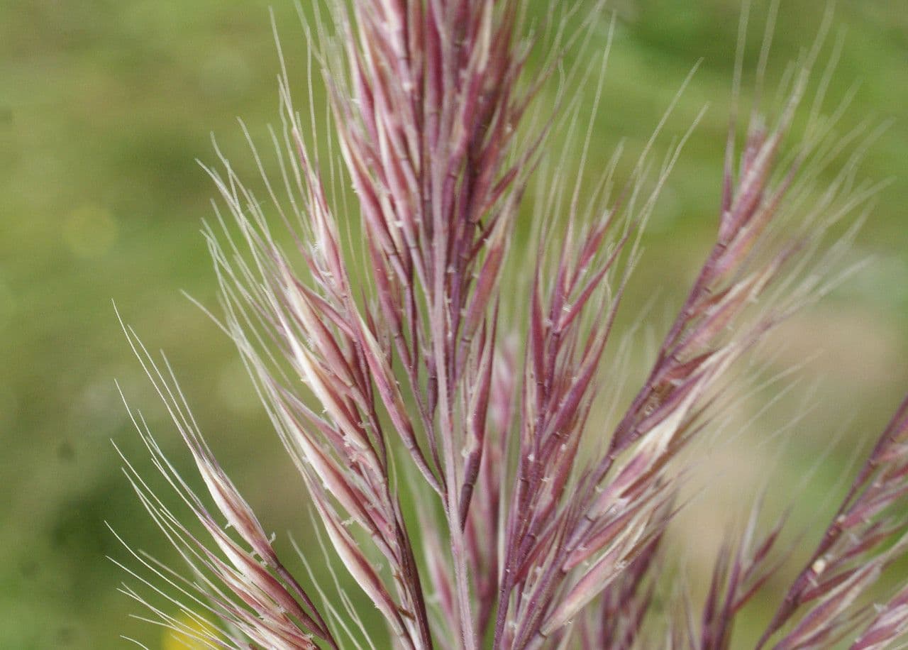 Festuca ligure 4