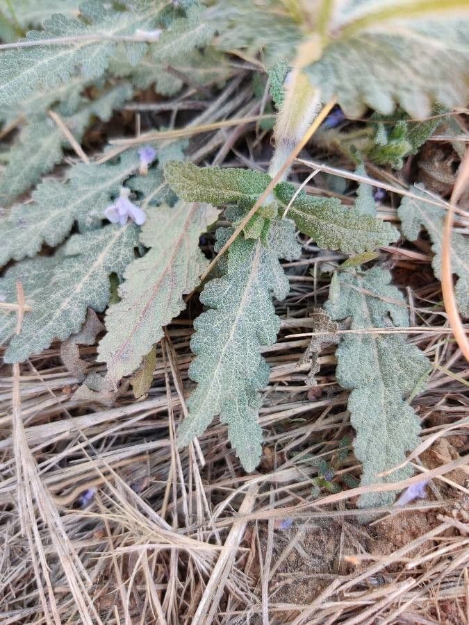 Salvia dei boschi 13