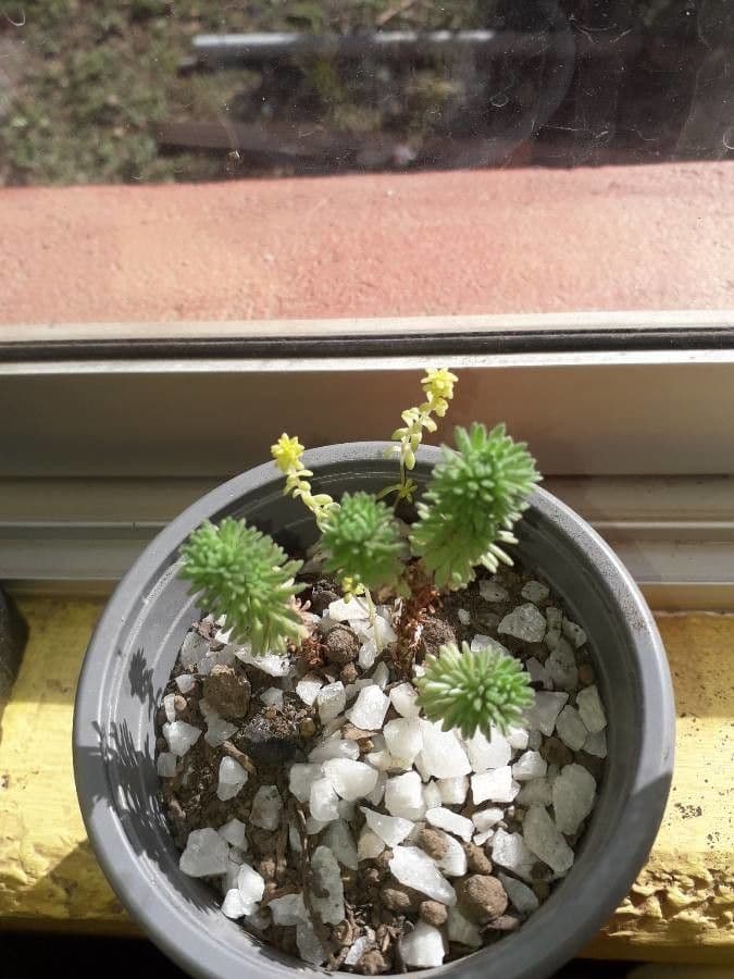 Sedum