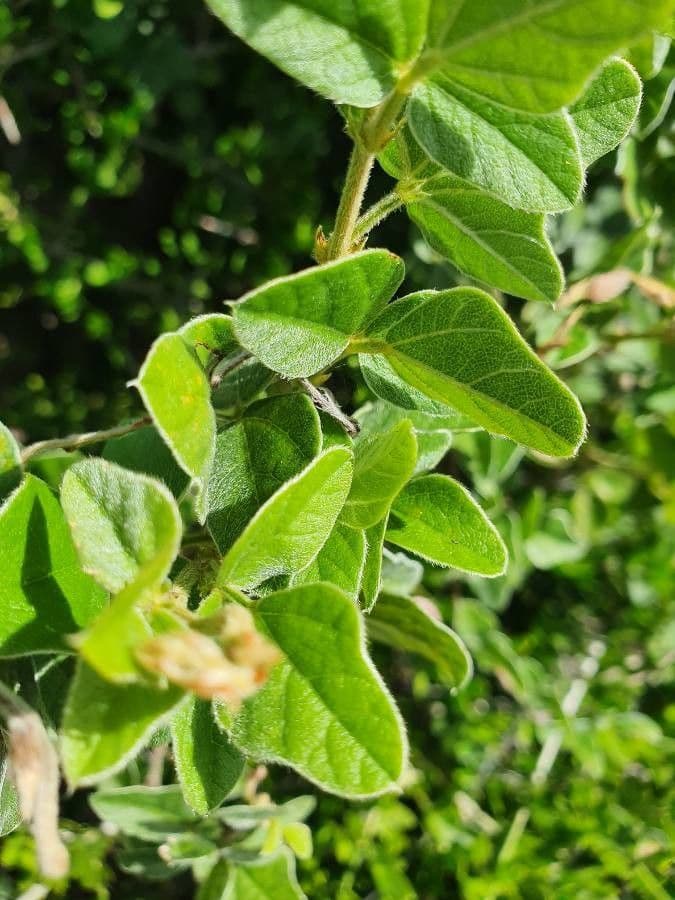 Vigna vexillata 12