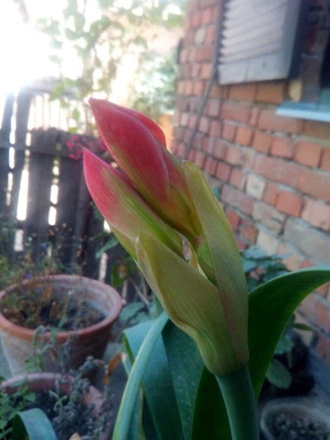 Cyrtanthus 14