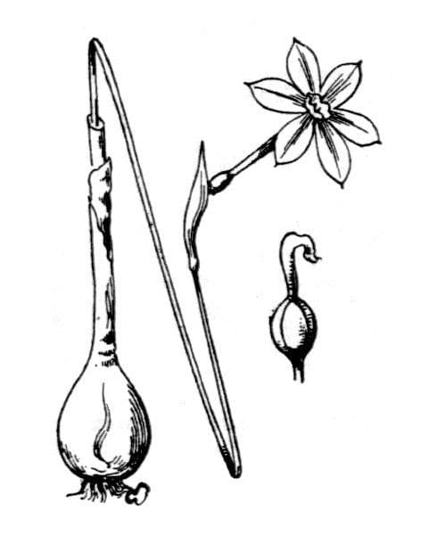 Narcisse d'automne 23