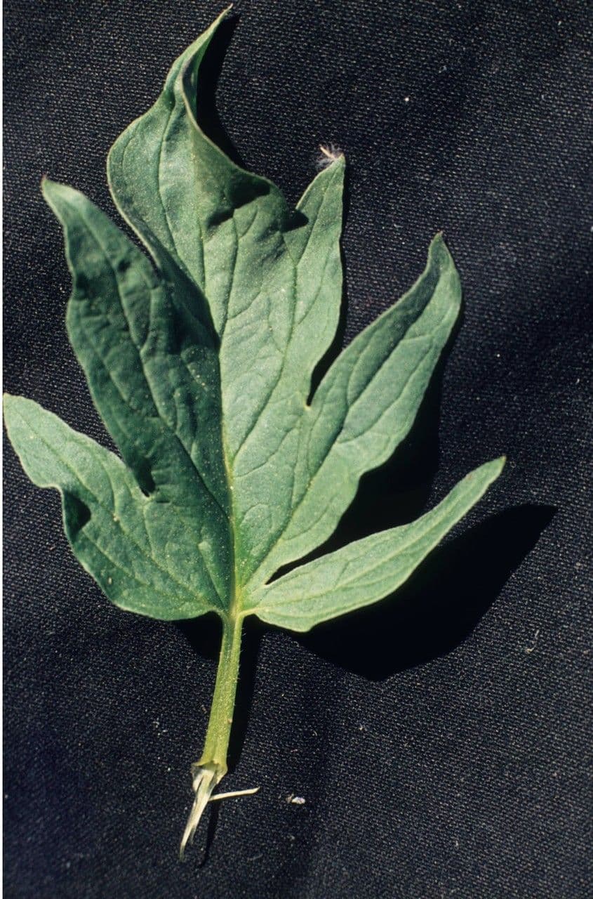 Facelia 5