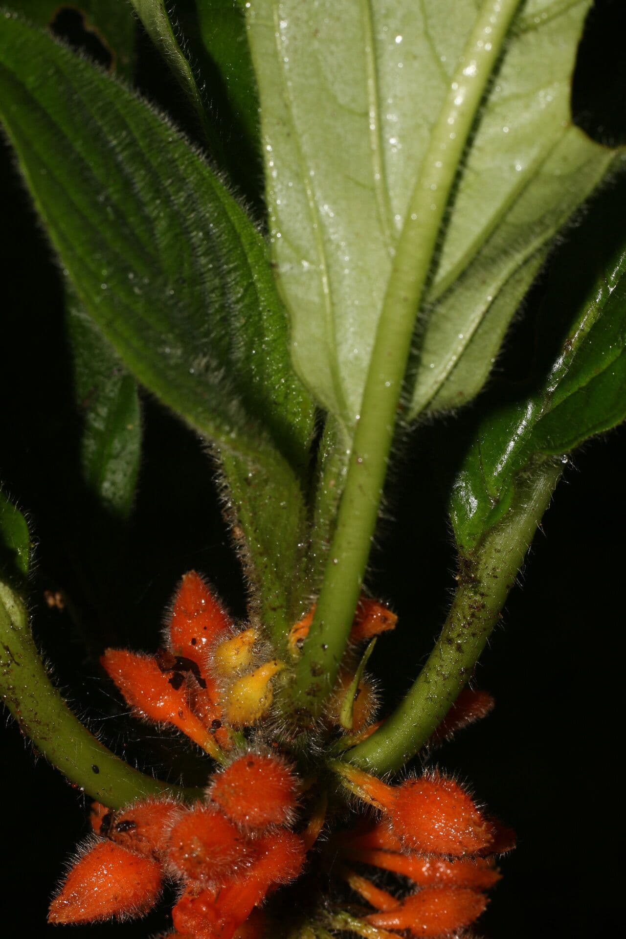 Besleria 6