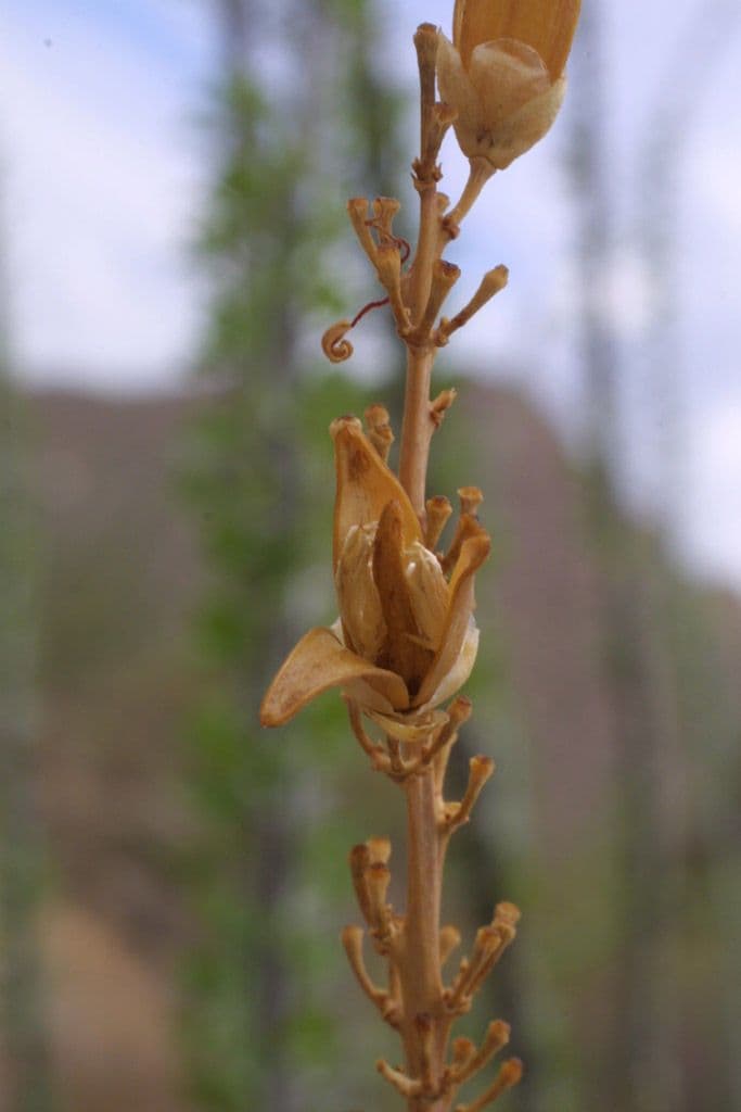 Ocotillo 3