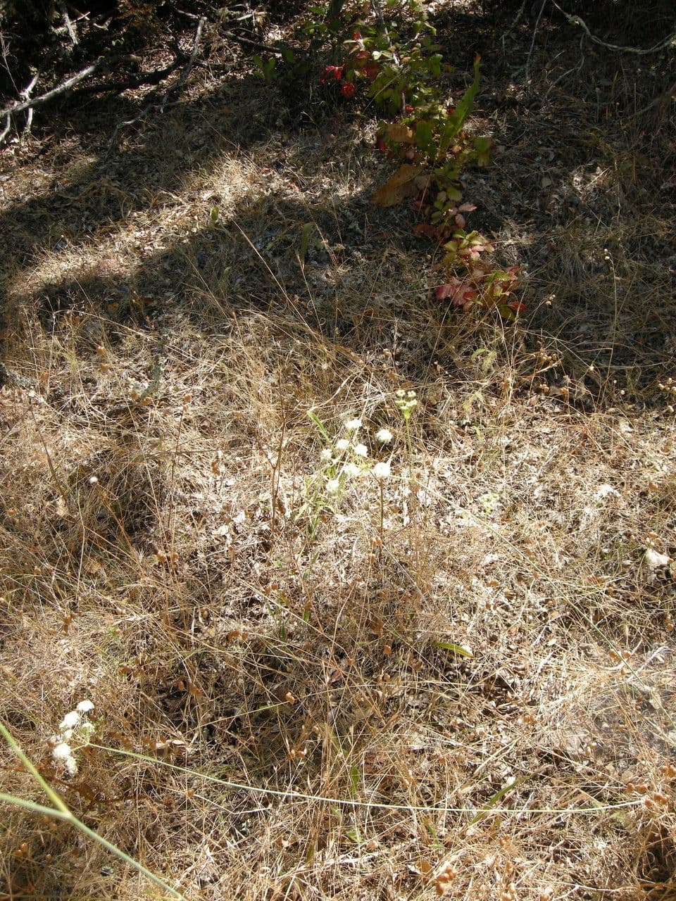 Perideridia di Kellogg 9