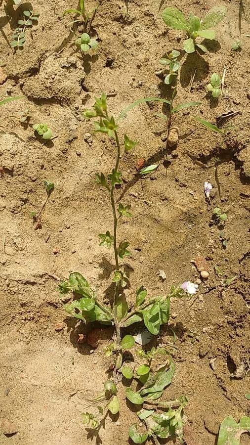 Mazus pumilus 5