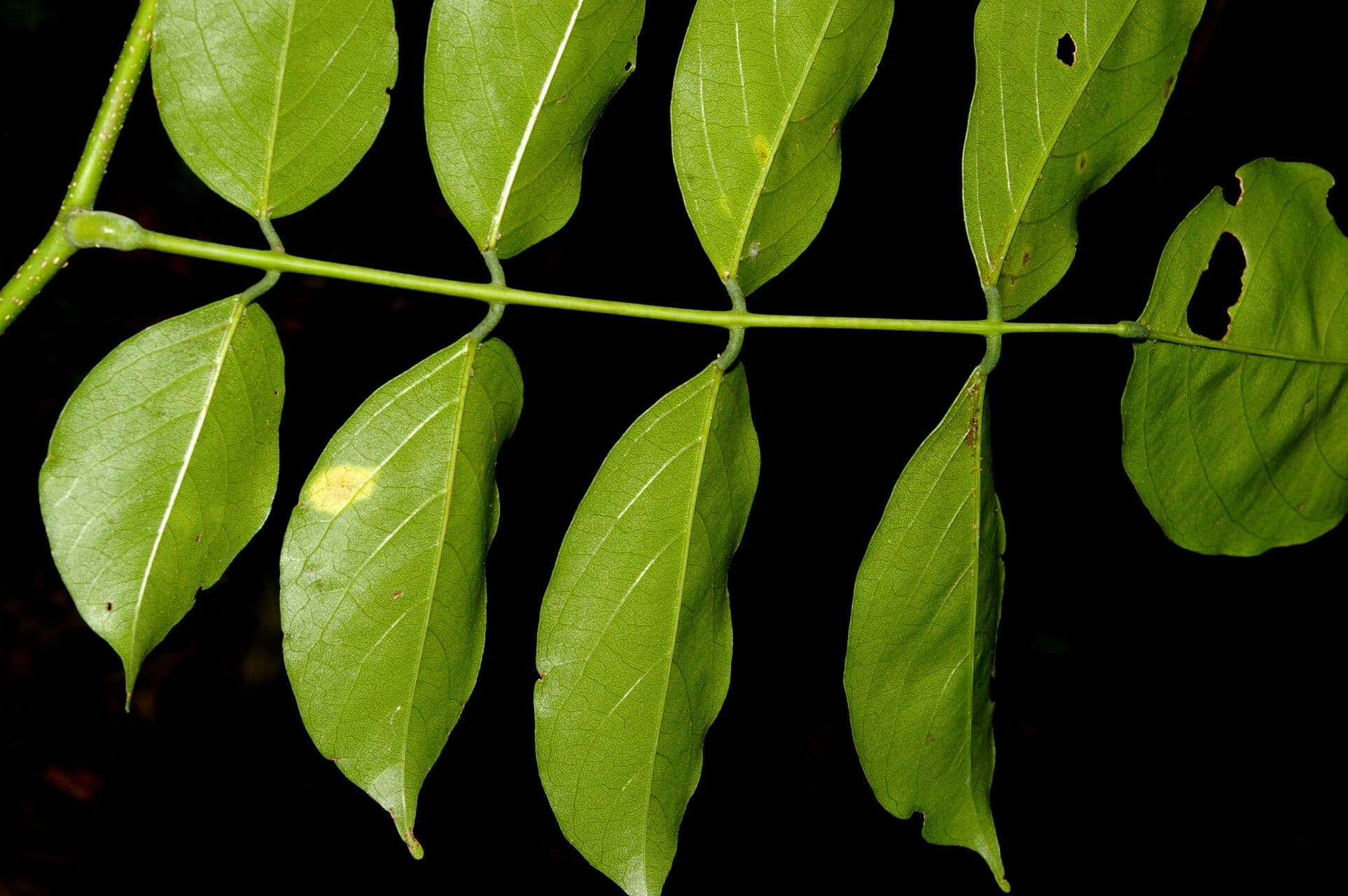 Guatemalaischer Lancepod 2