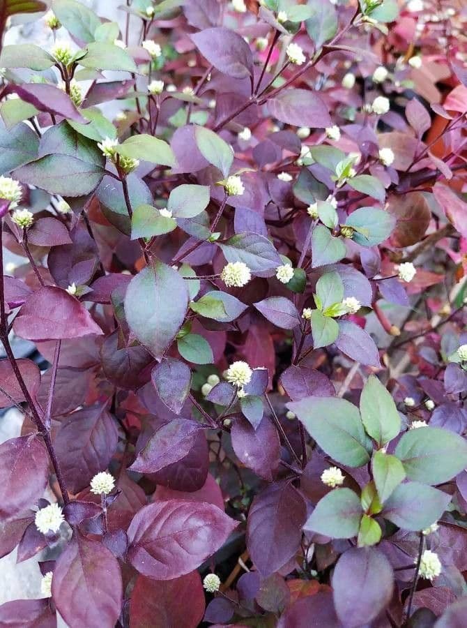 Alternanthera Brasiliana 9