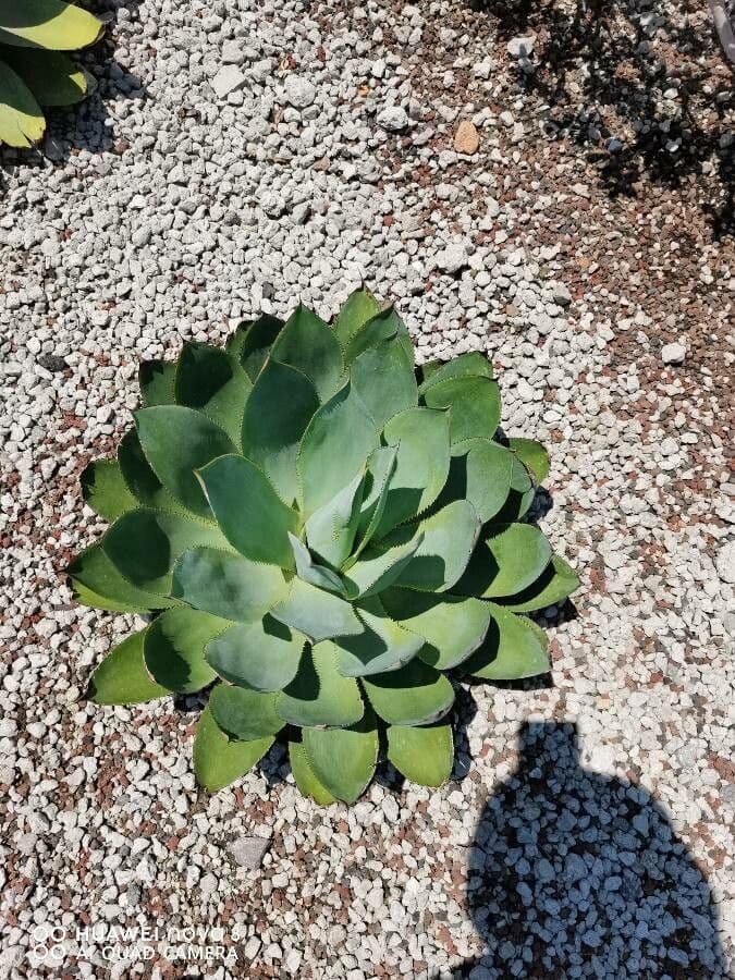Agave 6