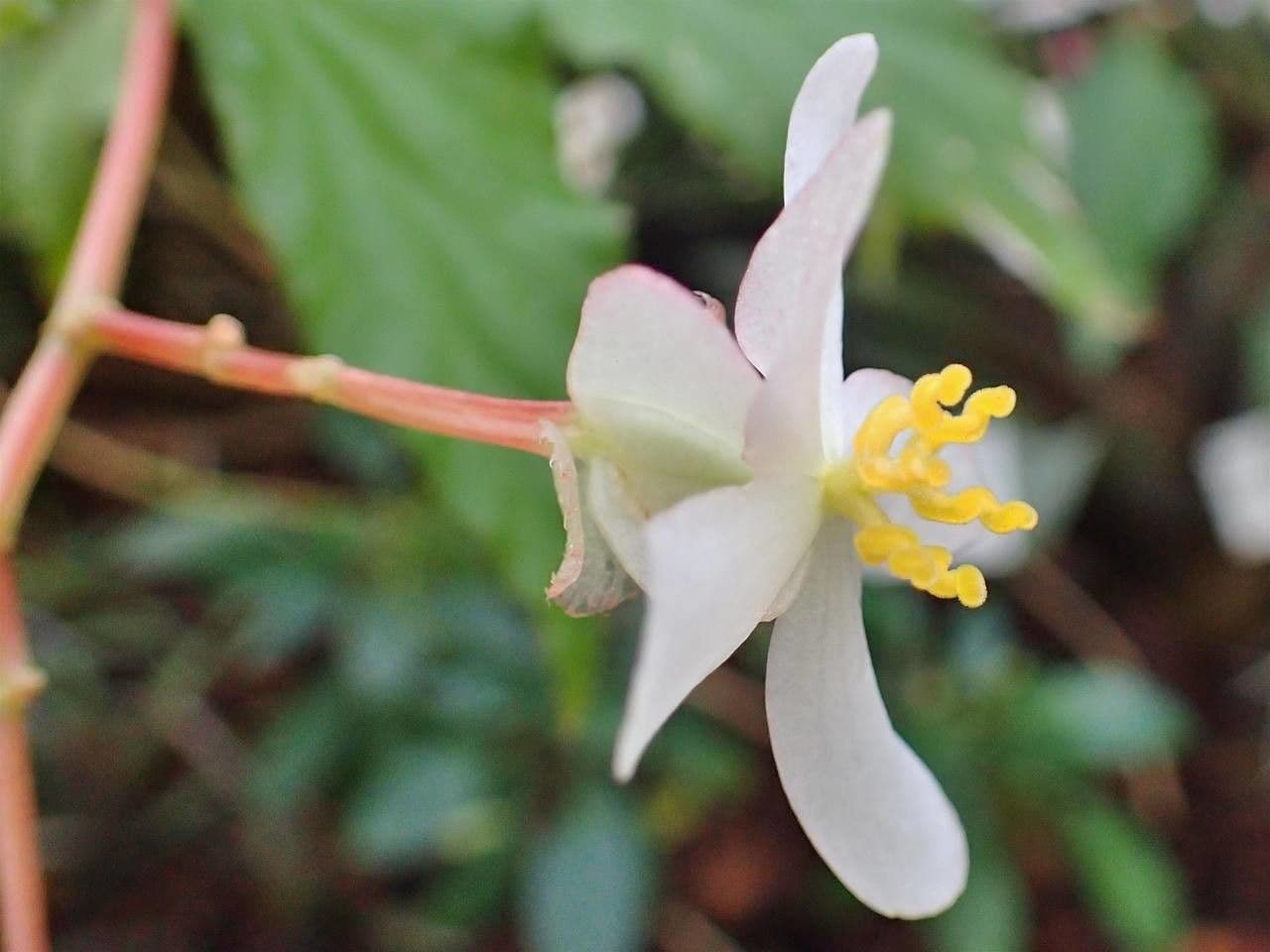 Begonia 2