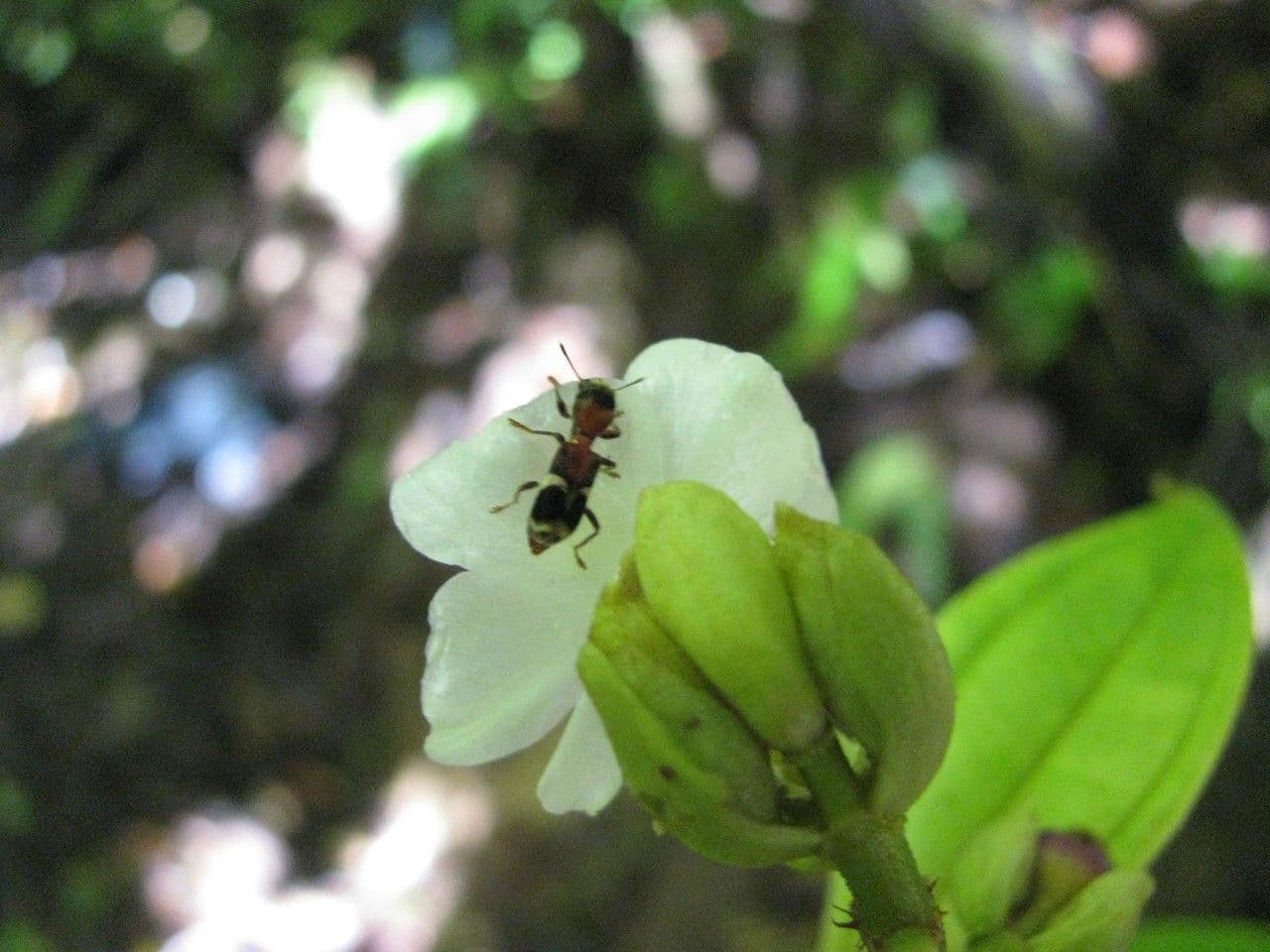 Miconia 9
