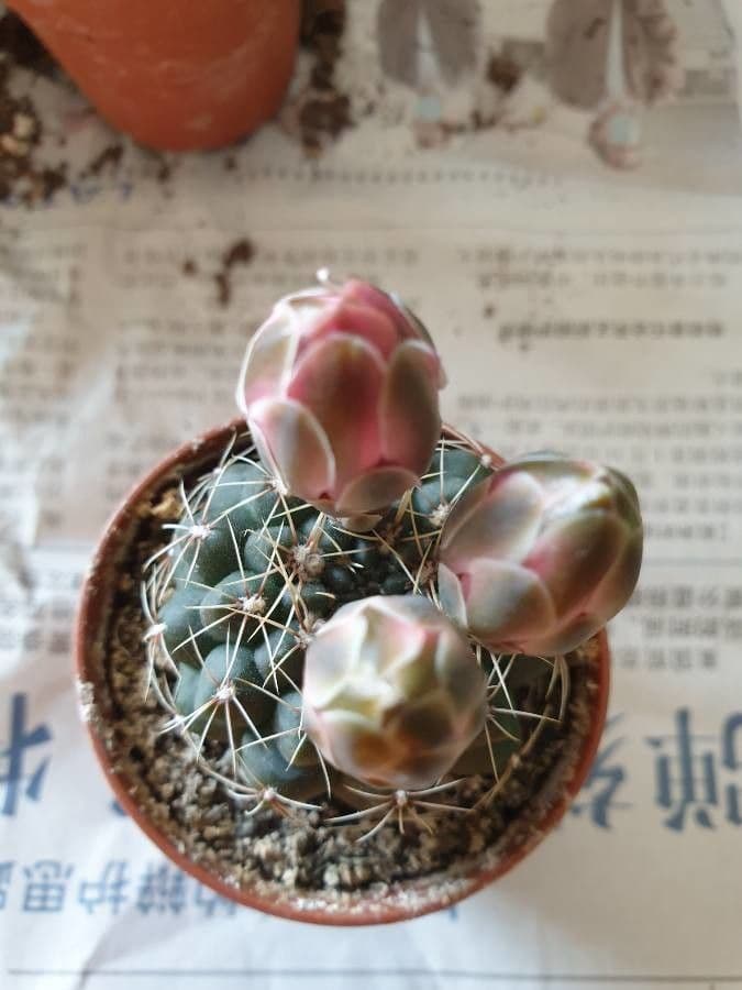 Gymnocalycium verde-rosso