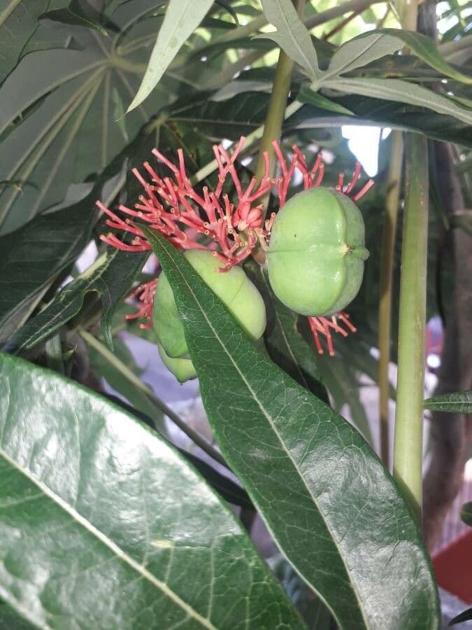 Pianta di corallo
