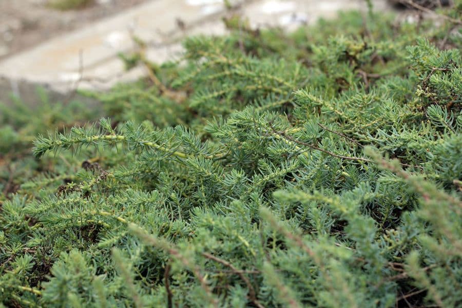 Suaeda taxifolia 6