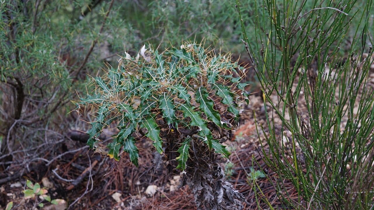 Ptilostemon 16