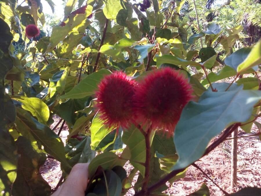 Achiote 3