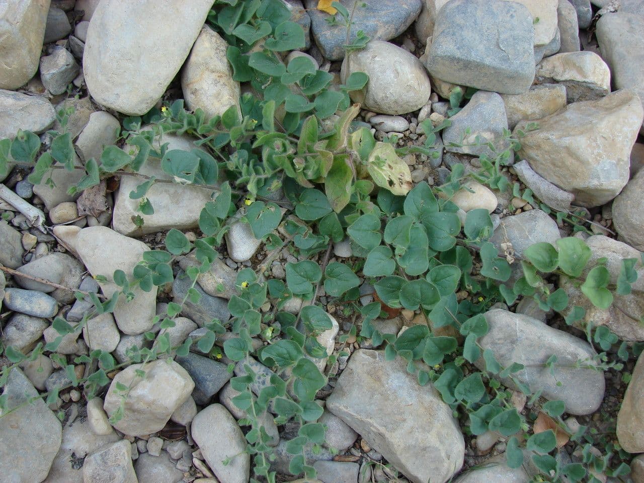 Cencio molle 13