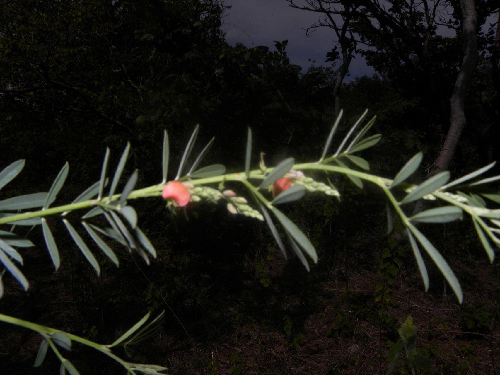 Indigofera 4