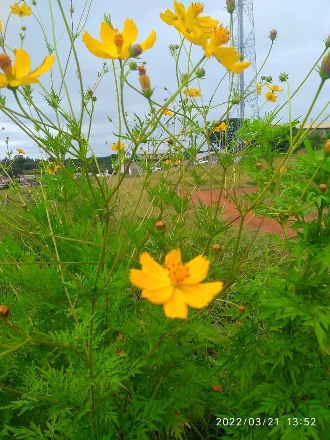 Cosmos 23