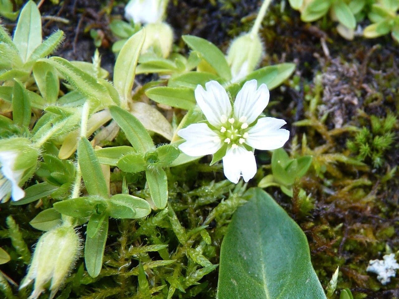 Cerastium 4