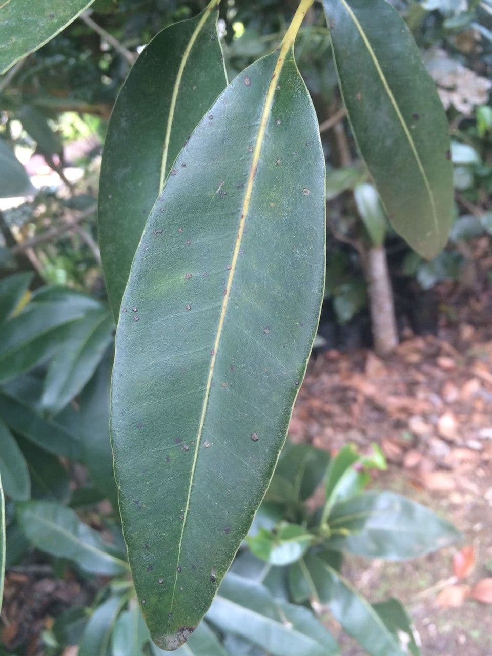 Sideroxylon 5
