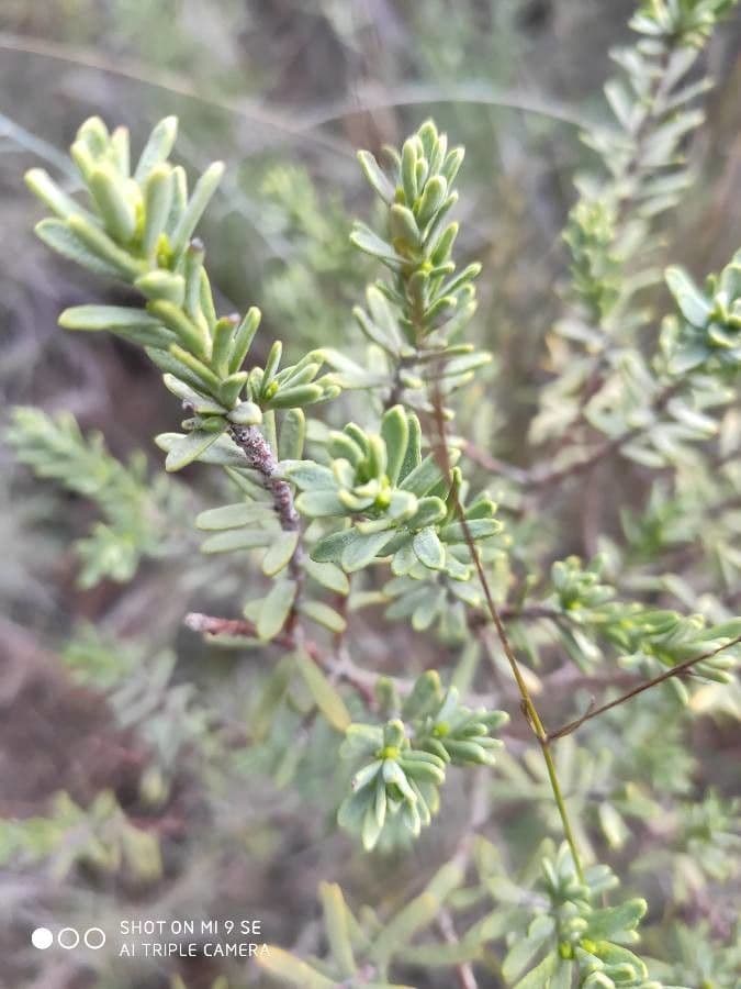 Daphne tinctoria 15