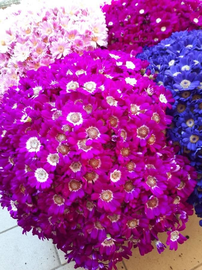 Pericallis 5