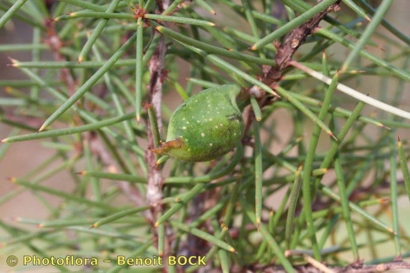 Hakea sericea 3