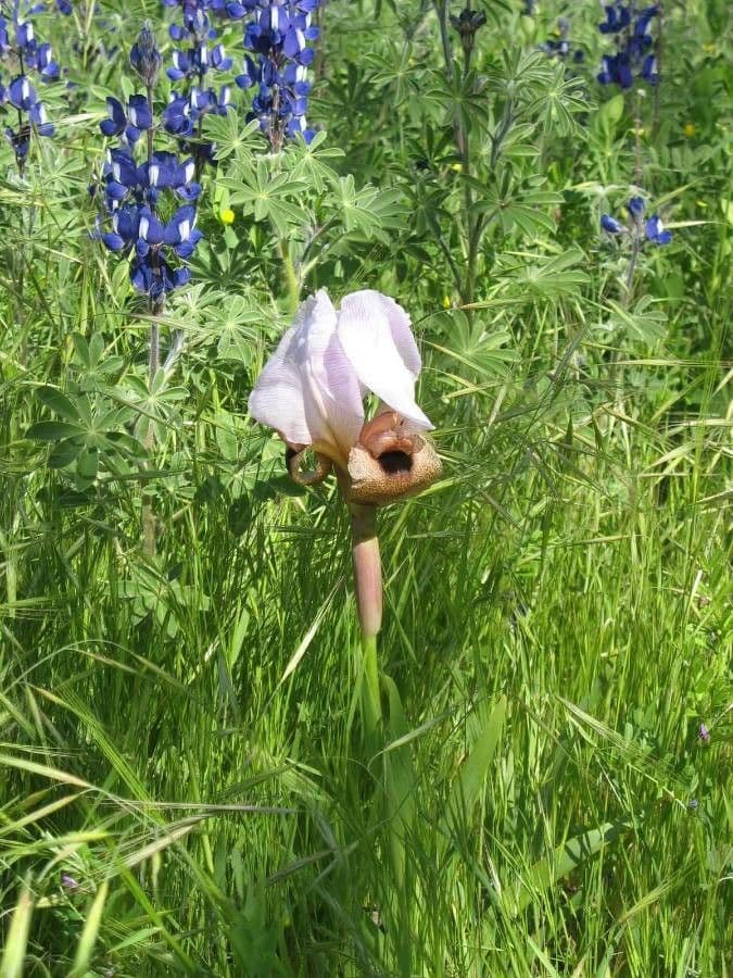 Iris