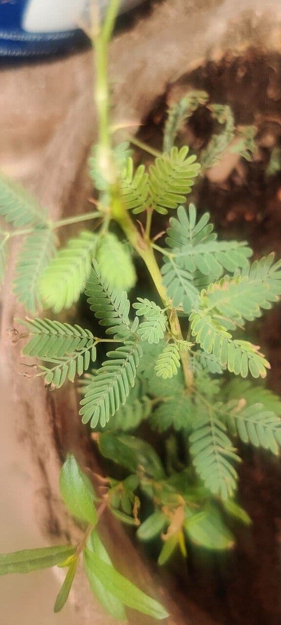 Desmanthus 6