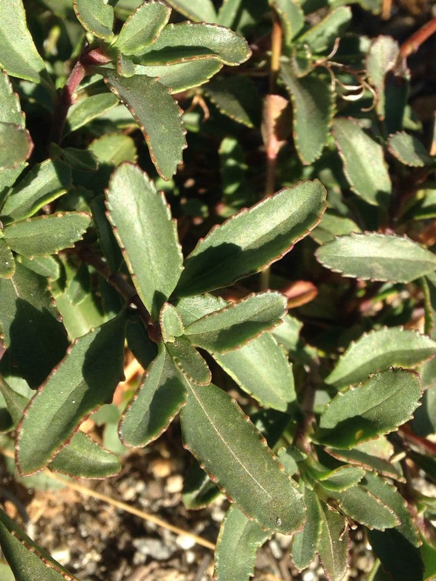 Penstemon newberryi 14