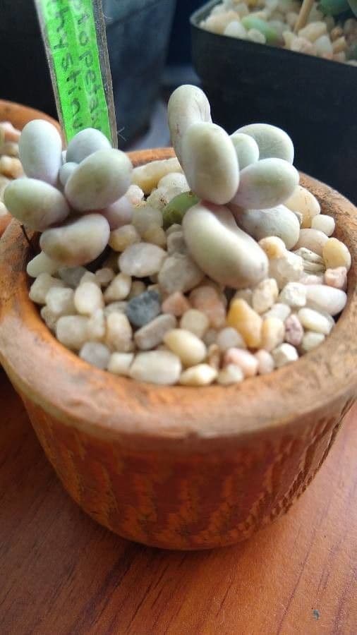 Graptopetalum 10
