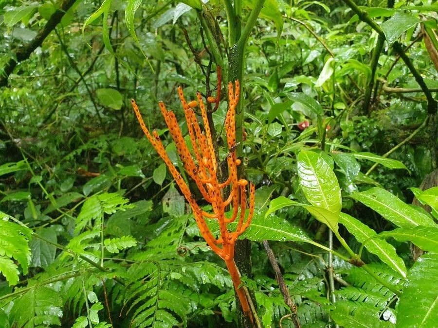 Palma tepejilote 10