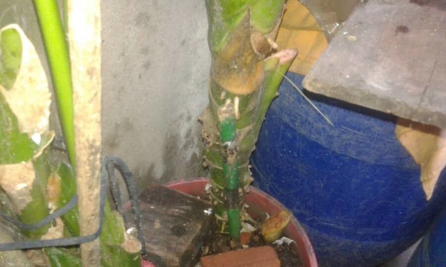 Dieffenbachia 24