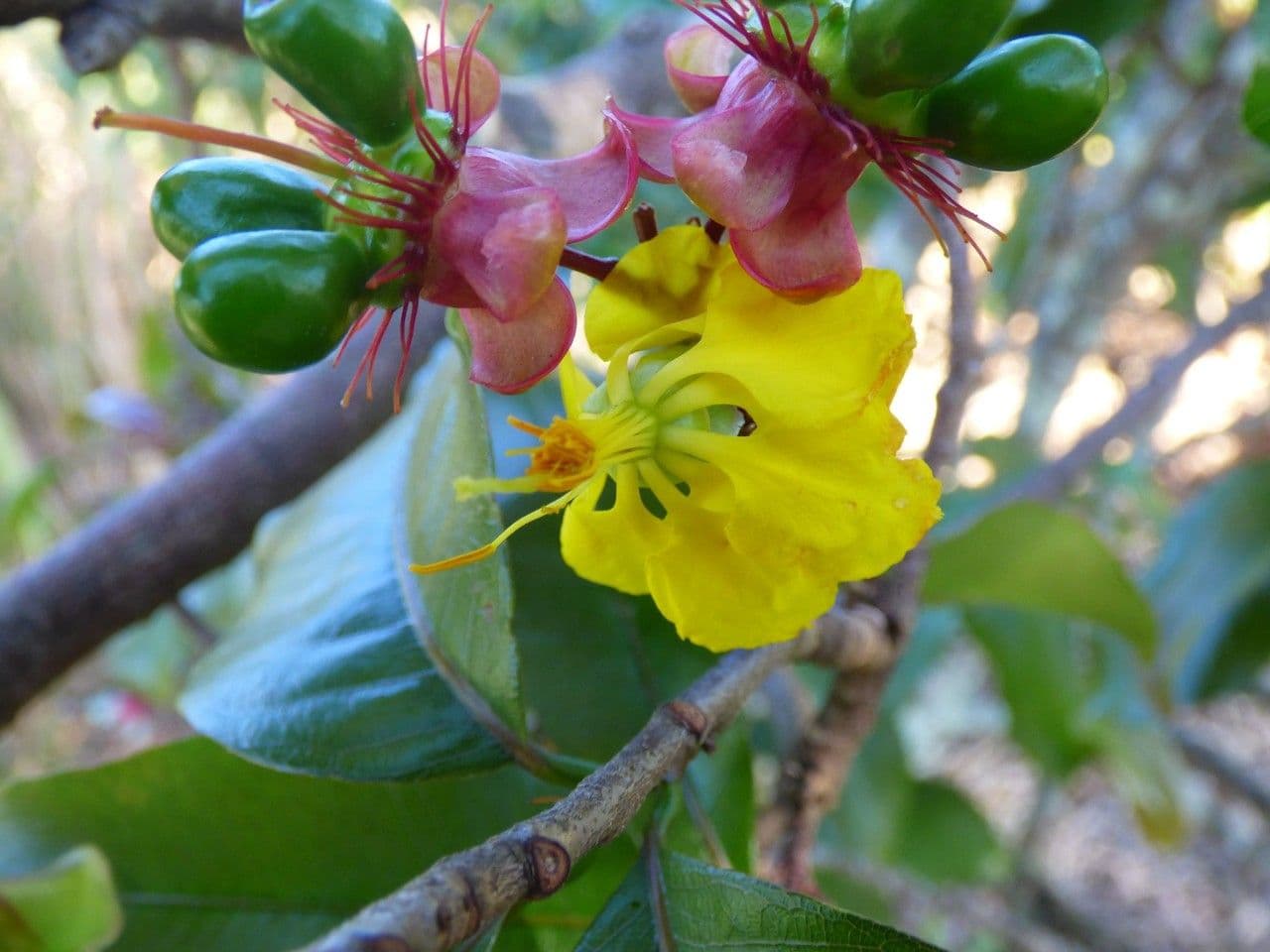 Ochna 6