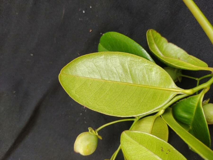 Davilla flexuosa 3